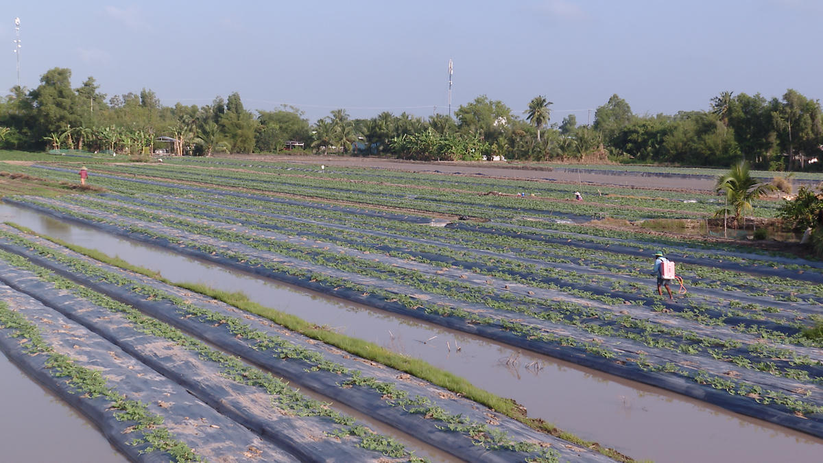 Ruộng dưa hấu hơn 30 ngày tuổi của nông dân xã Phước Long đang phát triển xanh tốt. Ảnh: Nguyên Du