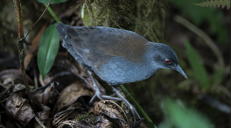 Chim sẻ Galápagos xuất hiện trở lại.
