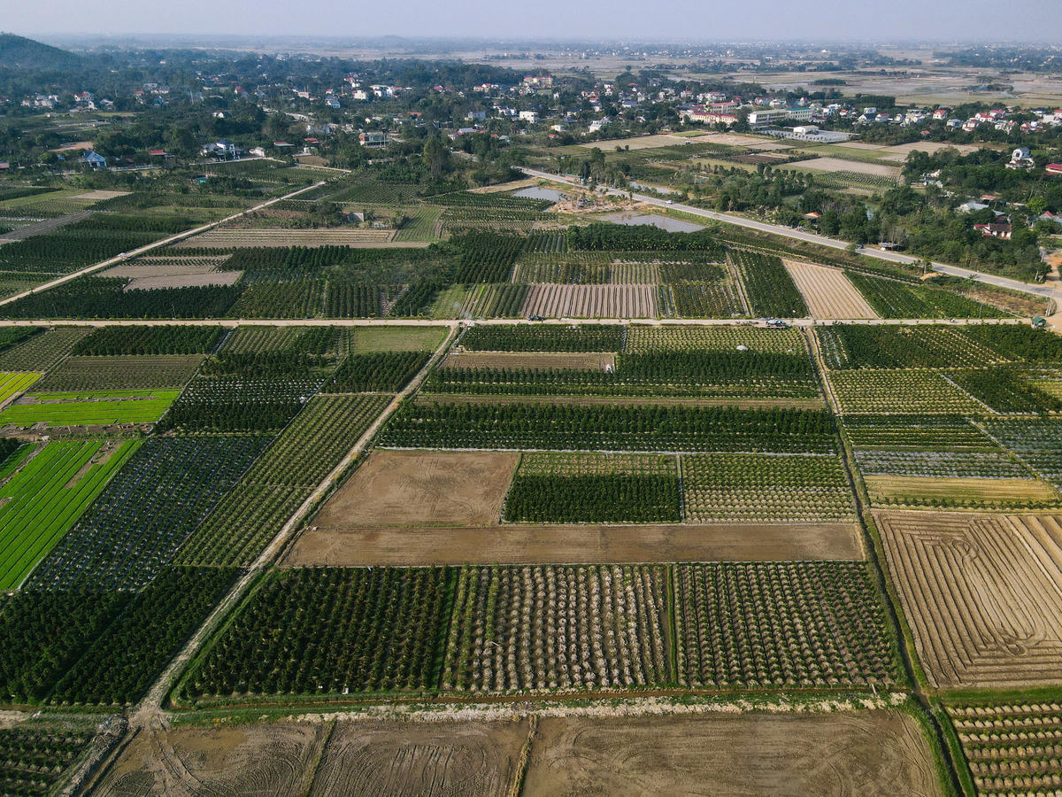 Toàn xã Hợp Tiến có gần 400 ha trồng đào, quất, cây cảnh. Ảnh: Đình Minh&nbsp;