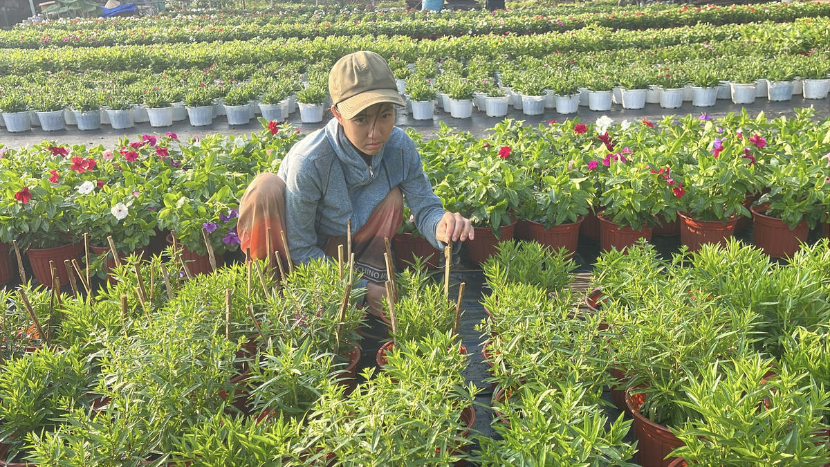 Nông dân thấp thỏm mùa hoa Tết