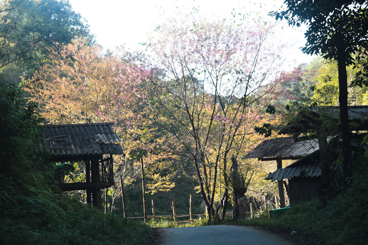 Cổng vào bản với các cây hoa đào bung nở sắc hồng đẹp mắt. Nhiều người đến đây đều dừng chân check-in, chụp lưu giữ những bức hình đẹp.