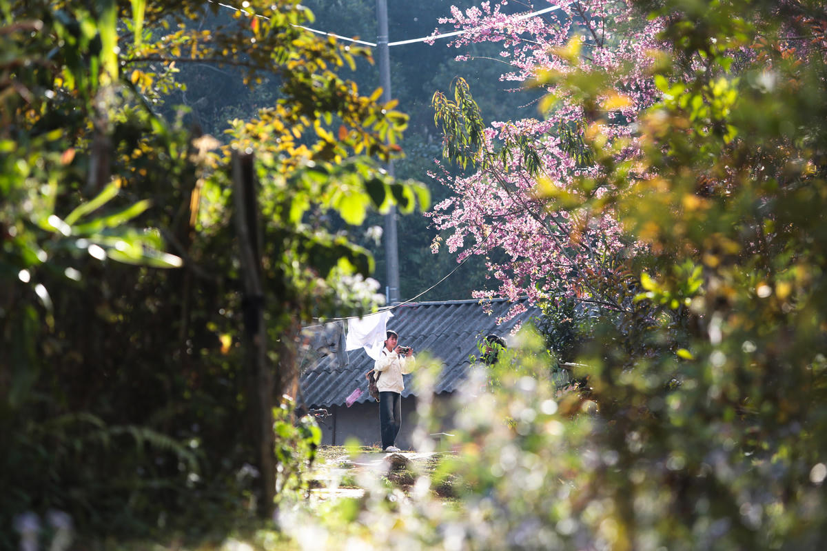 Hoa đào không chỉ thấy hai bên đường mà còn có ở các nhà dân trong bản.