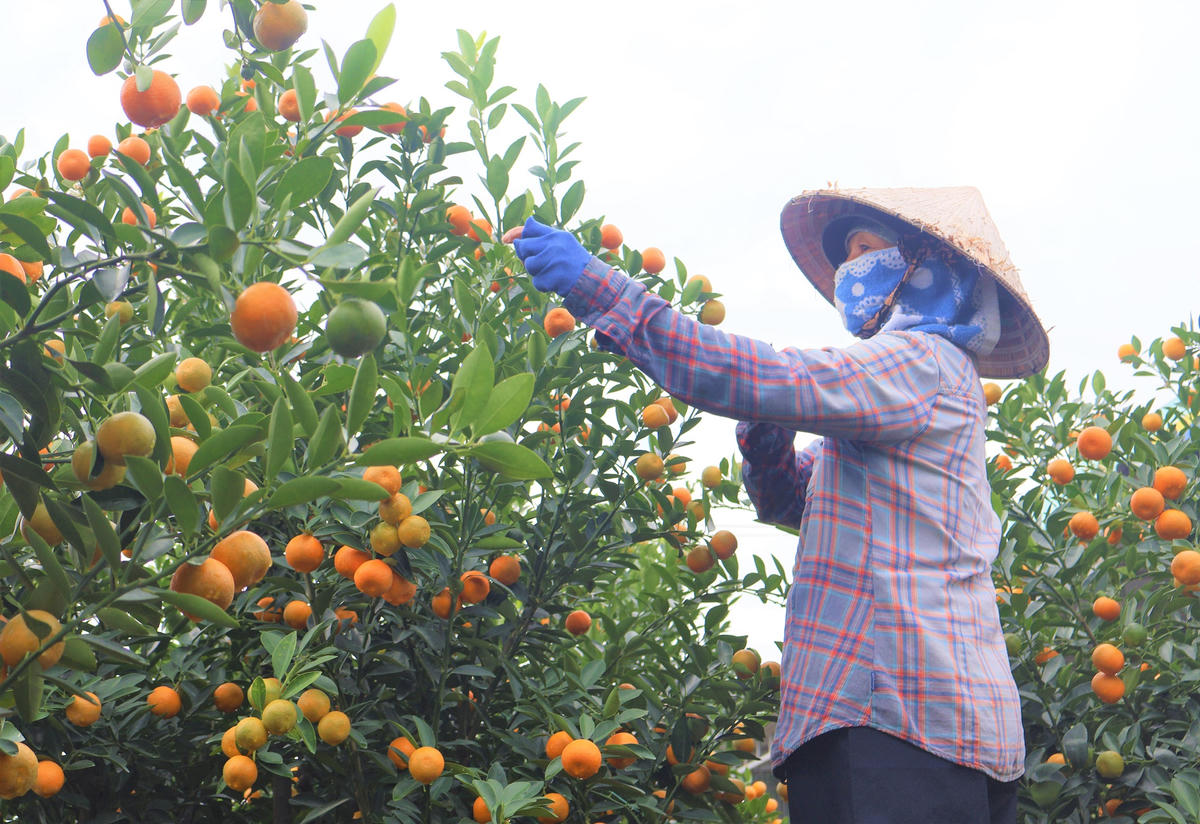 Quất cảnh Hội An Tây vào vụ Tết