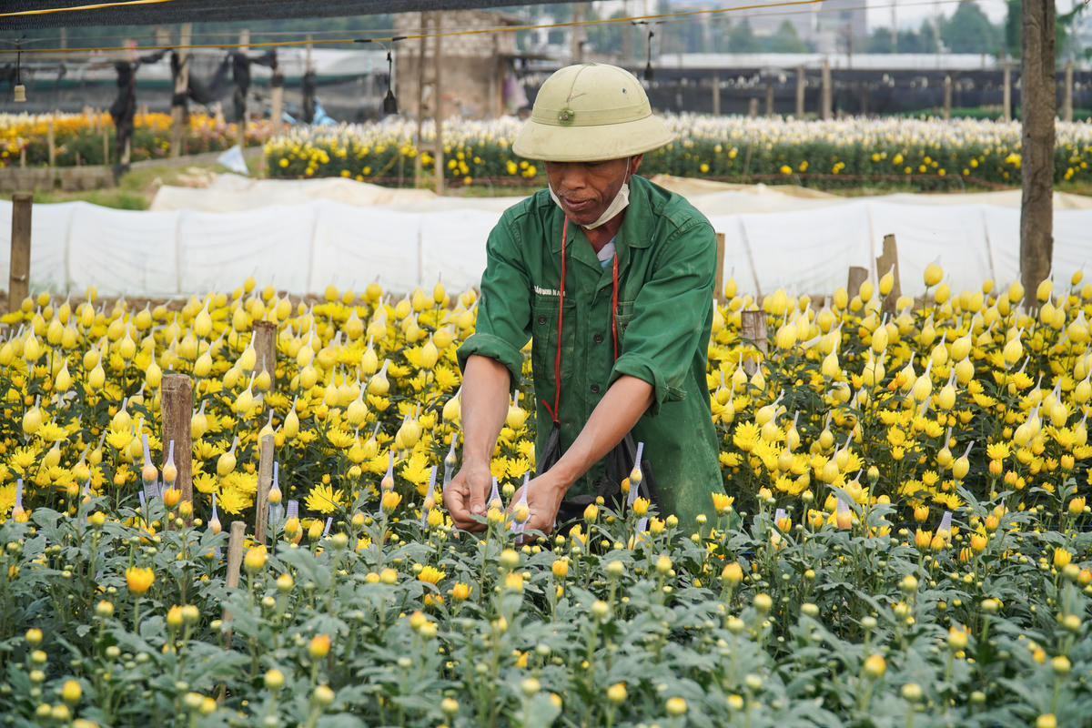 Vườn hoa của gia đình ông Chiến bị thiệt hại nặng sau 3 cơn bão. Ảnh: Đình Minh