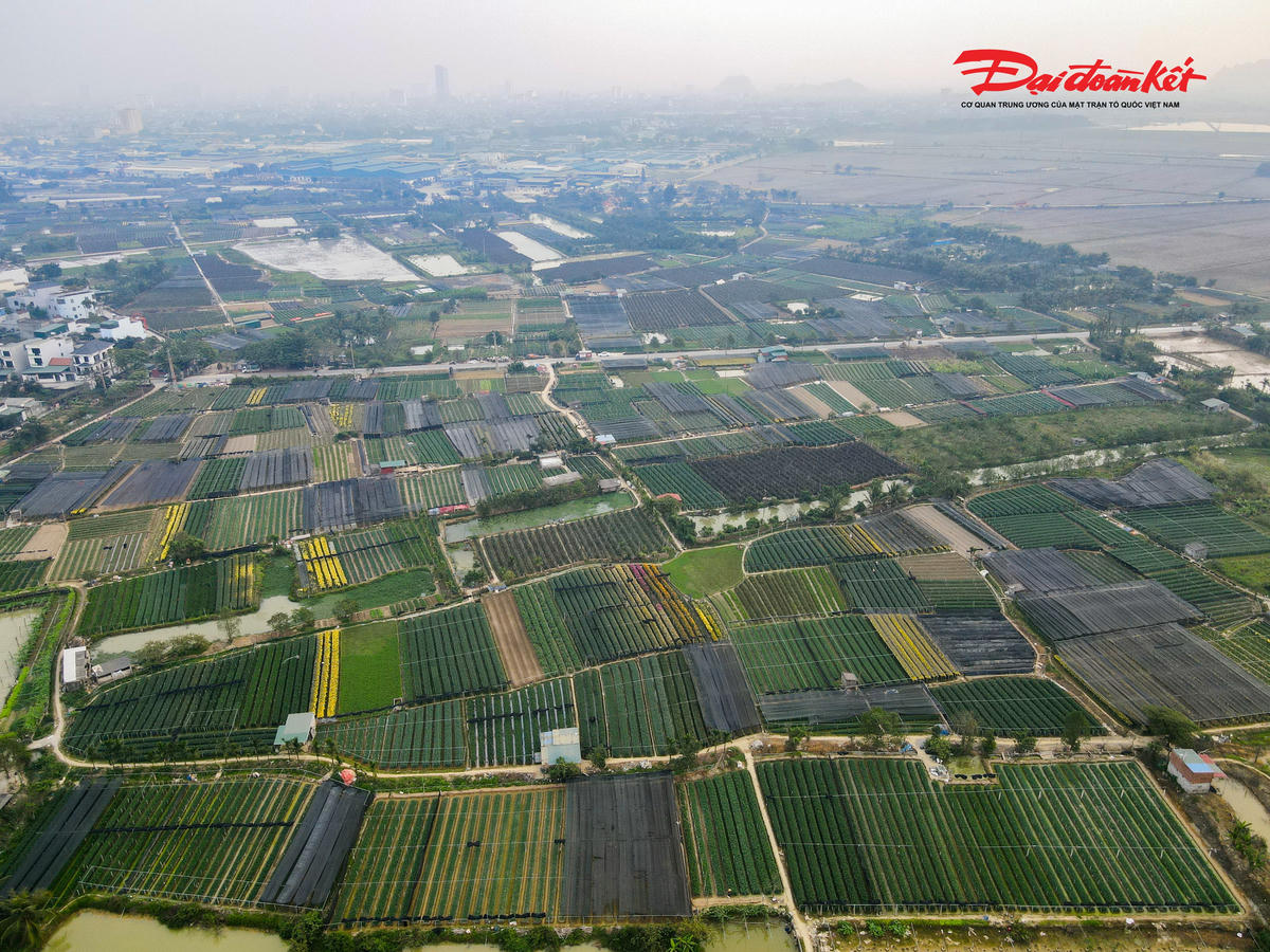 Vùng trồng hoa Đông Cương có diện tích trên 90ha. Ảnh: Đình Minh