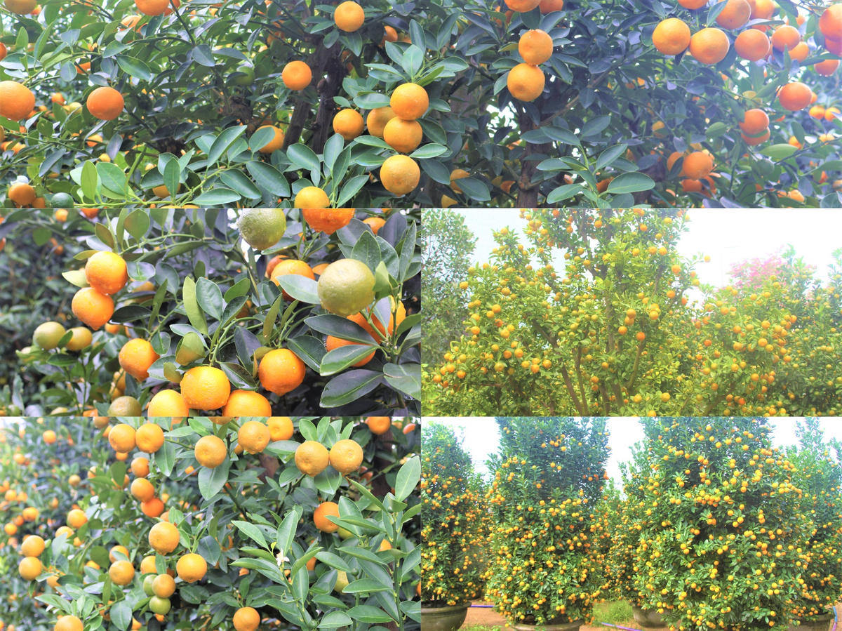 Một góc vườn quất ra trái trĩu quả. Ảnh: Nguyễn Tín.