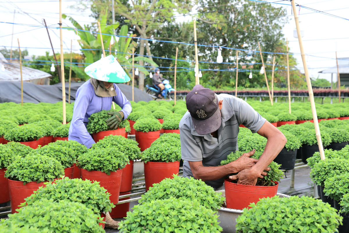 Nông dân Đồng Tháp đang chăm sóc những chậu cúc mâm xôi phục vụ thị trường Tết năm nay. Ảnh: Trung Phạm.