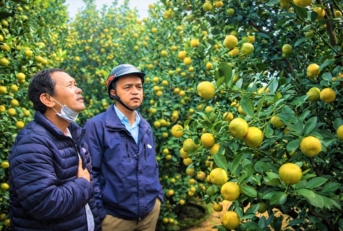 Thương lái đến các nhà vườn quất hỏi mua. Ảnh: Tấn Thành.