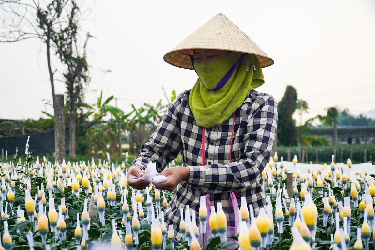 Người dân Đông Cương bọc đầu hoa cúc để kéo dài thời gian ra hoa, đảm bảo hoa nở đúng dịp. Ảnh: Đình Minh