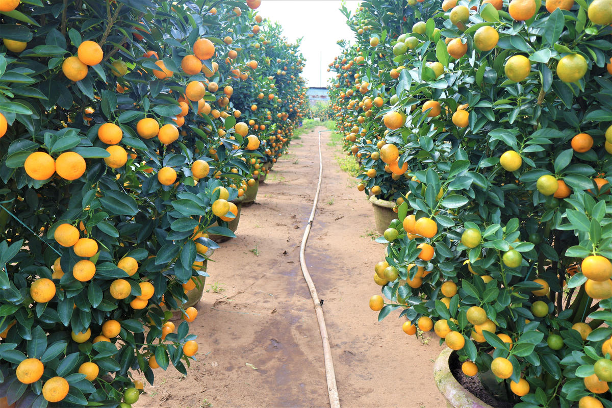 Nhiều chậu quất đã được thương lái hỏi mua phục vụ Tết nguyên đán năm 2026. Ảnh: Nguyễn Tín.