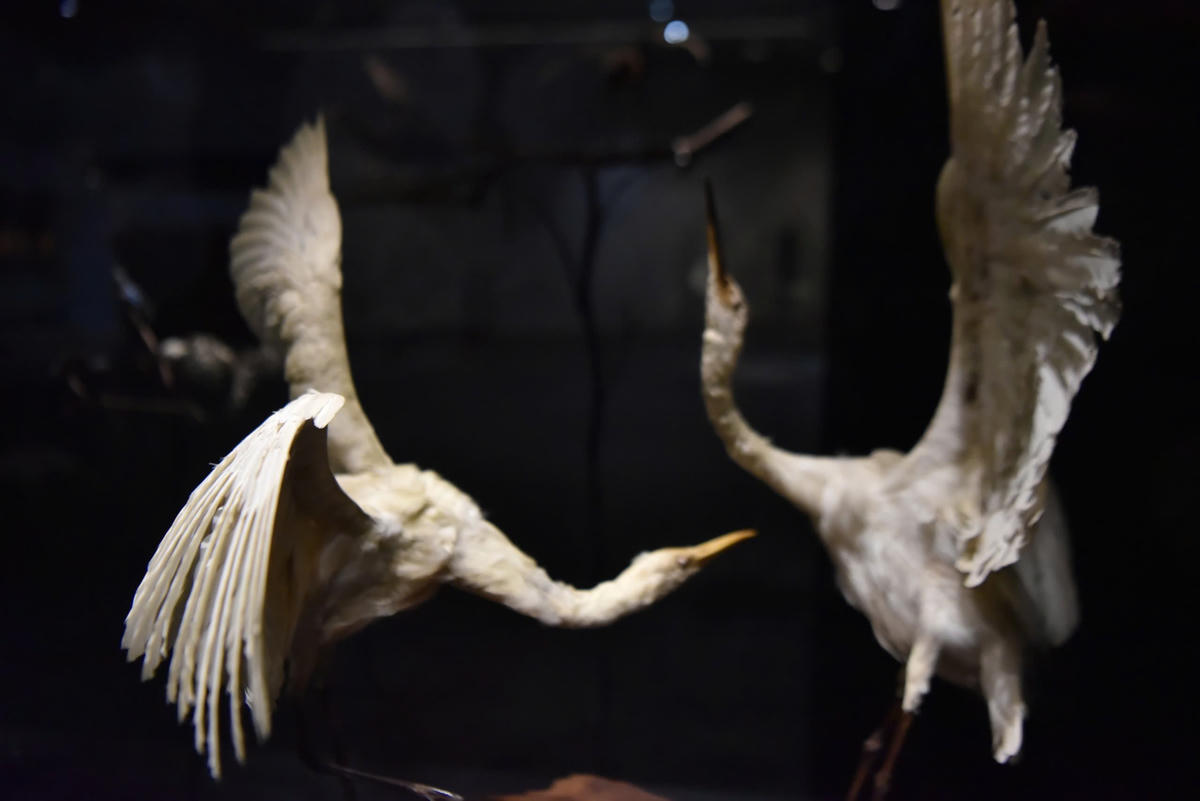 Phần trưng bày thiên nhiên với&nbsp;các nội dung: Cảnh quan sinh thái; Đất đai và khoáng sản; Động thực vật. Ảnh: Phạm Sỹ.