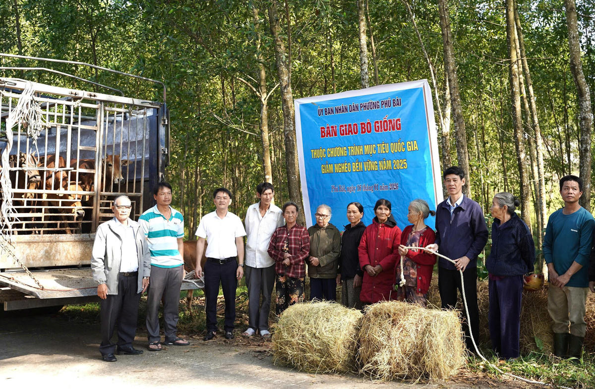 Phường Phú Bài hỗ trợ bò giống cho các hộ nghèo, cận nghèo trên địa bàn. Ảnh: T.Đ.