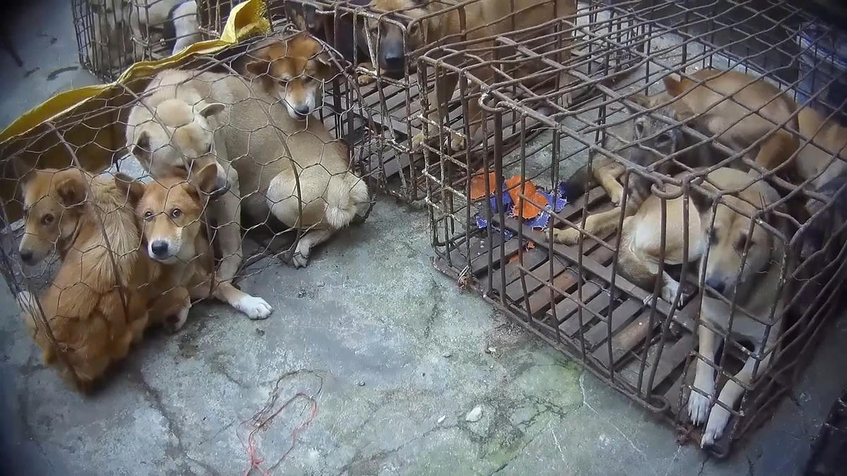 Việc nhiều người dân, nhất là giới trẻ hiện nay ủng hộ chấm dứt buôn bán, giết mổ chó mèo, cho thấy sự chuyển biến tích cực về nhận thức.