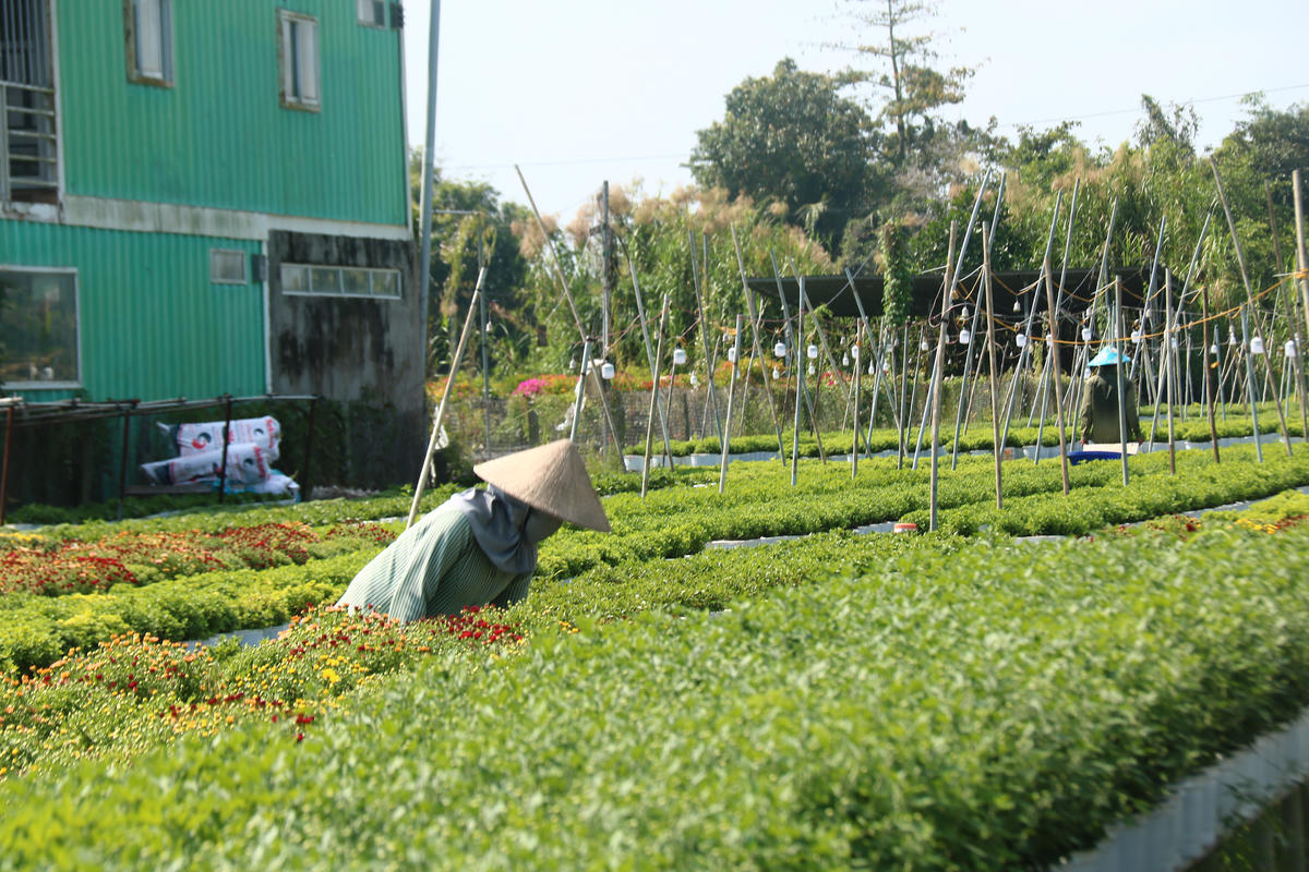 Nông dân “thủ phủ” hoa kiểng đang tất bật chăm sóc hoa kiểng. Ảnh: Trung Ngãi.