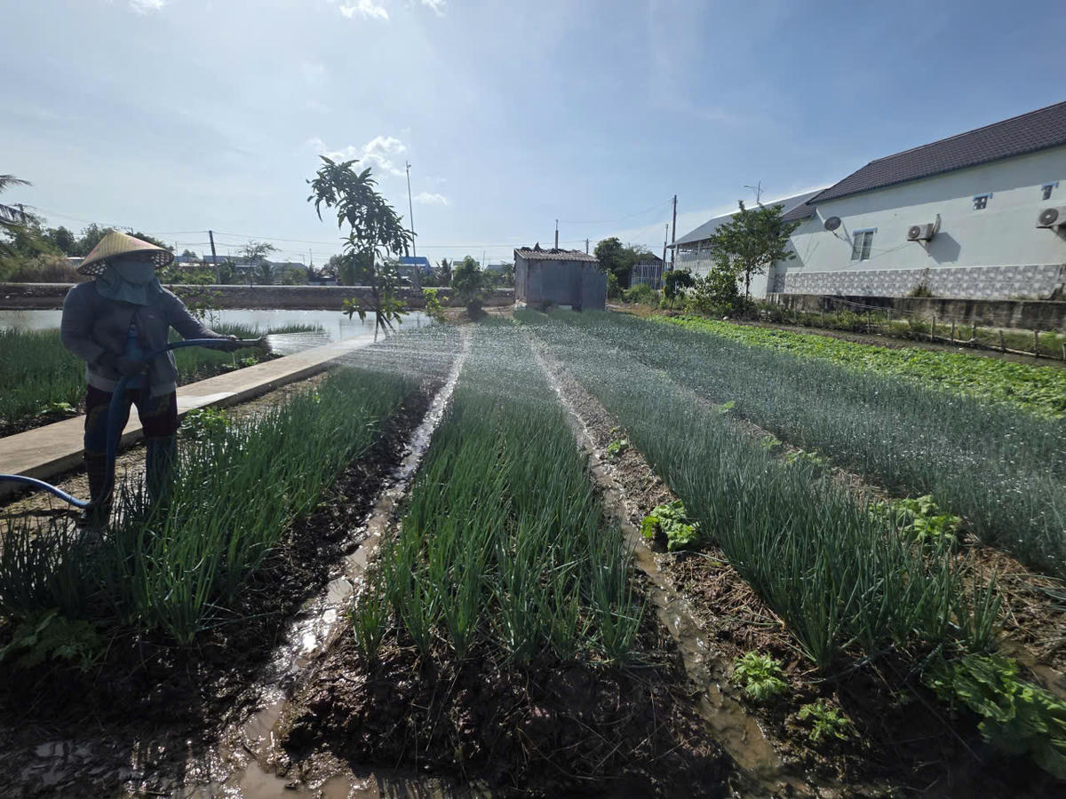 Thủ phủ trồng rau màu ở phường Hiệp Thành sẵn sàng nguồn cung cho dịp Tết. Ảnh: Nguyên Du