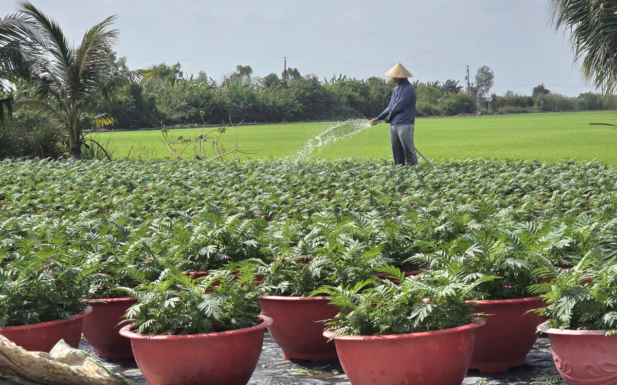 Nông dân đang chăm sóc hoa chuẩn bị Tết. Ảnh: Nguyên Du