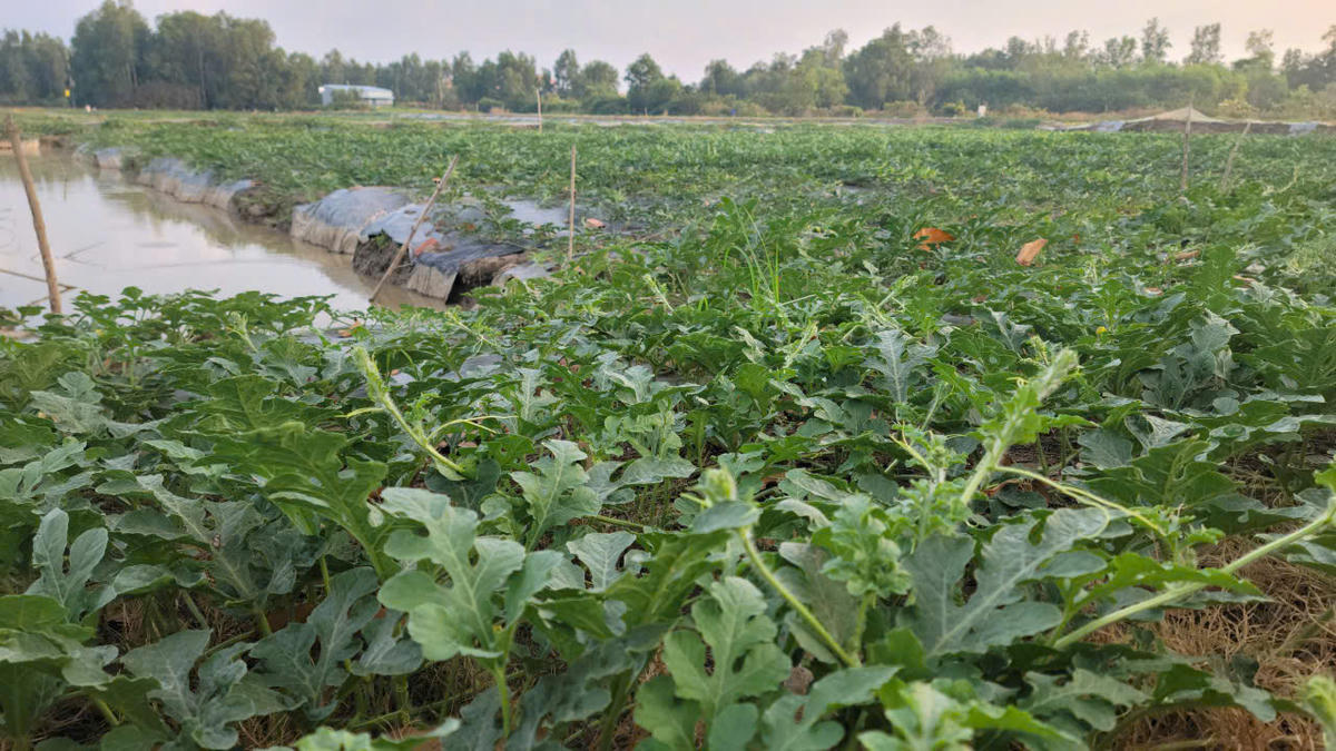 Năm nay thời tiết thuận lợi, từ khi xuống giống đến nay, các ruộng dưa hấu bà con nông dân xã Phước Long phát triển tốt, phủ xanh mơn mởn. Ảnh: Nguyên Du