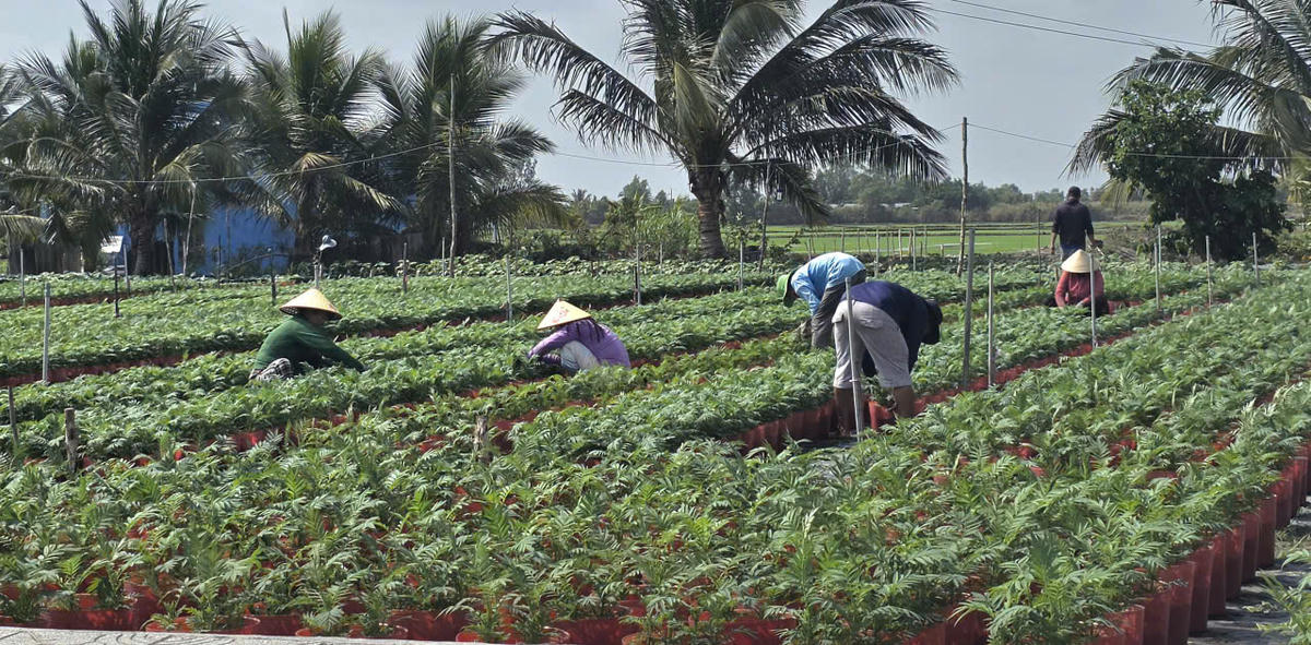 Nông dân trồng hoa Tết đang tất bật chuẩn bị mùa vụ quan trọng. Ảnh: Nguyên Du