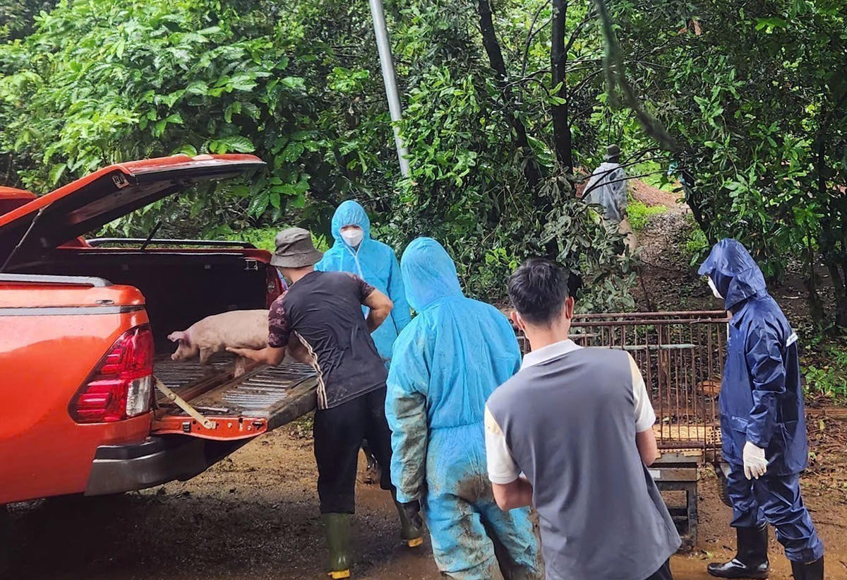 Chính quyền địa phương tổ chức đưa lợn của trang trại người dân, tại thôn 5, xã Lộc Quảng cũ, đi tiêu hủy, ngày 27/7/2025. (ảnh H.L) 