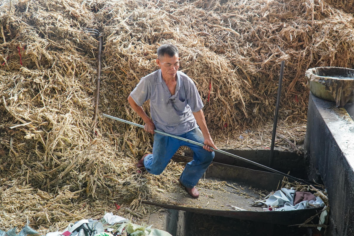 Theo các hộ dân làm nghề, nghề nấu mật mía ở Lâm Thành đã có từ lâu đời, được nấu theo phương thức truyền thống. Cụ thể, sau khi thu hoạch, mía nguyên liệu được ép lấy nước, lọc bỏ bã rồi đưa vào chảo lớn để nấu. Ảnh: Đình Minh
