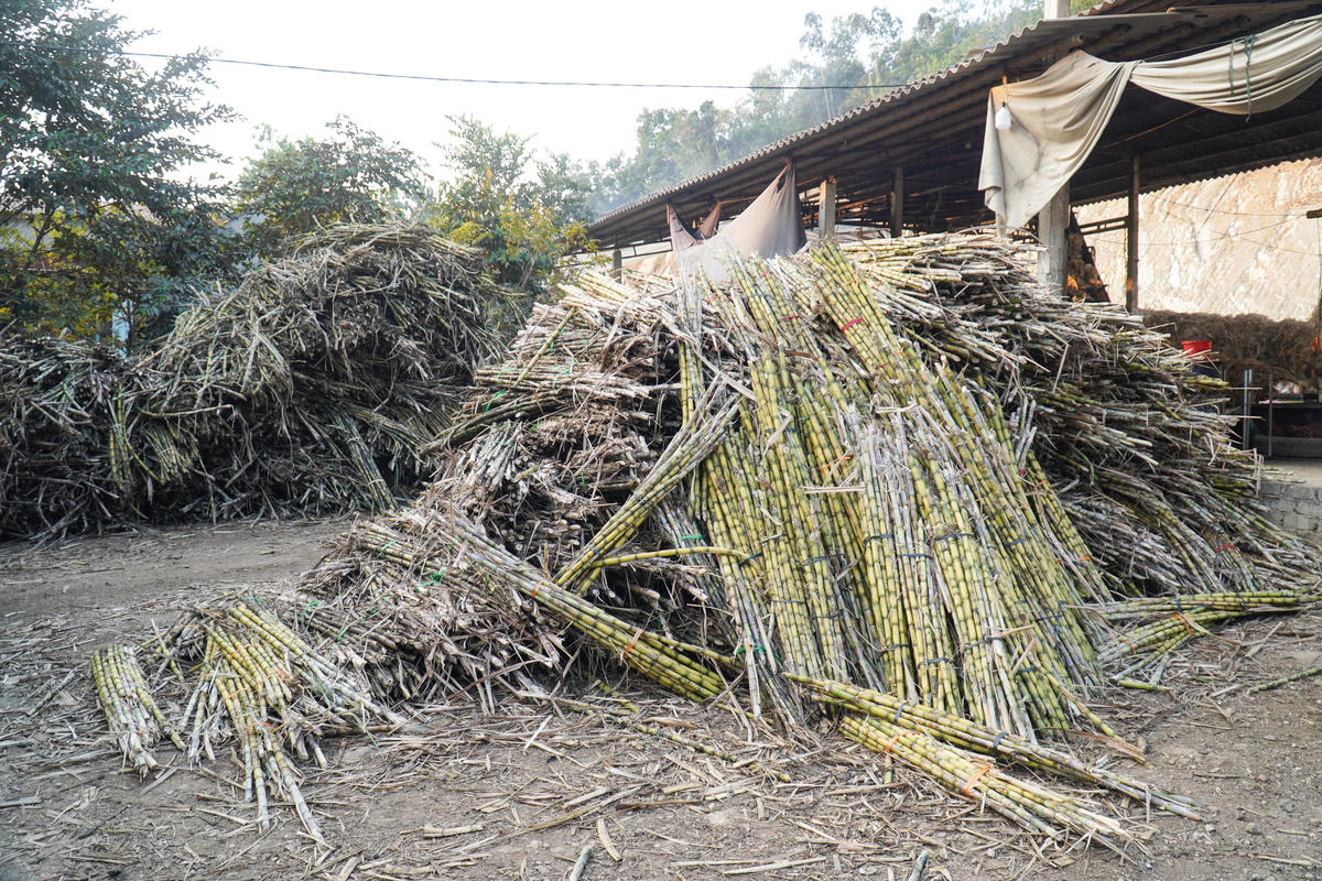 Những ngày này, tại thôn Lâm Thành, xã Kim Tân, không khí sản xuất mật mía diễn ra khẩn trương, các lò nấu hoạt động liên tục từ sáng đến tối, tranh thủ từng ngày để kịp tiến độ giao hàng. Ảnh: Đình Minh