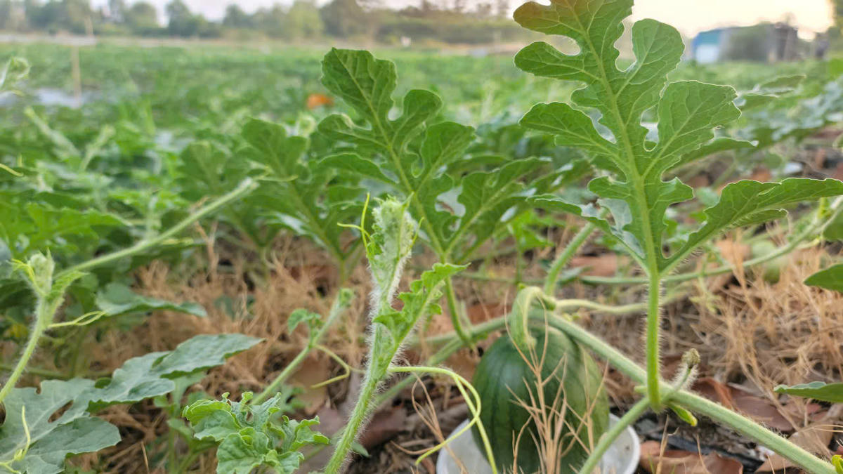 Theo tính toán của nông dân khoảng 23, 24/12 âm lịch ruộng dưa cho thu hoạch đúng vào dịp cung ứng cho thị trường Tết. Ảnh: Nguyên Du