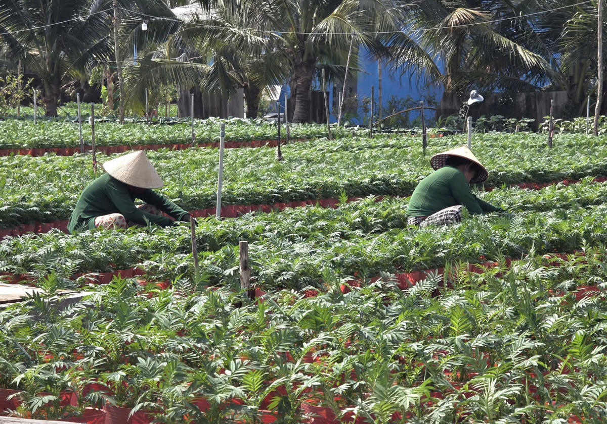 Theo nhiều nhà vườn nhận định, thị trường hoa năm nay sẽ ít có sự biến động về giá, vì thế đa số nhà vườn chọn trồng các loại hoa quen thuộc, dễ bán. Ảnh: Nguyên Du