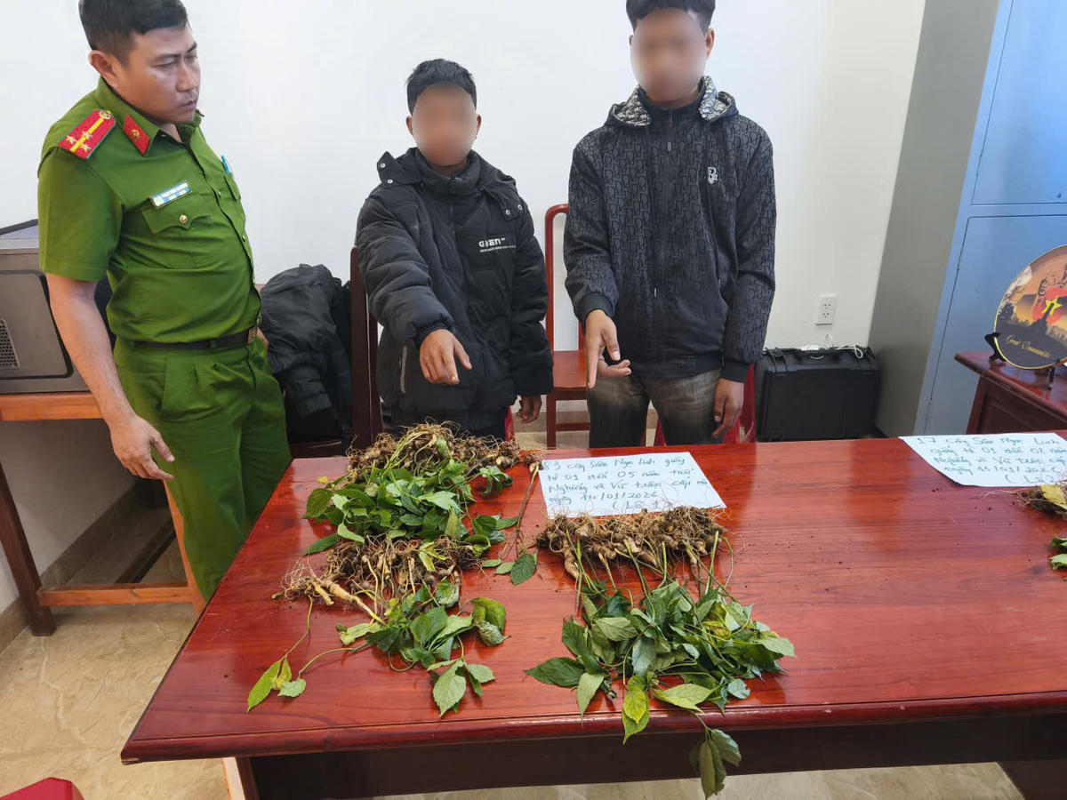 Các đối tượng cùng tang vật trộm cây sâm Ngọc Linh tại cơ quan điều tra. Ảnh: CV.