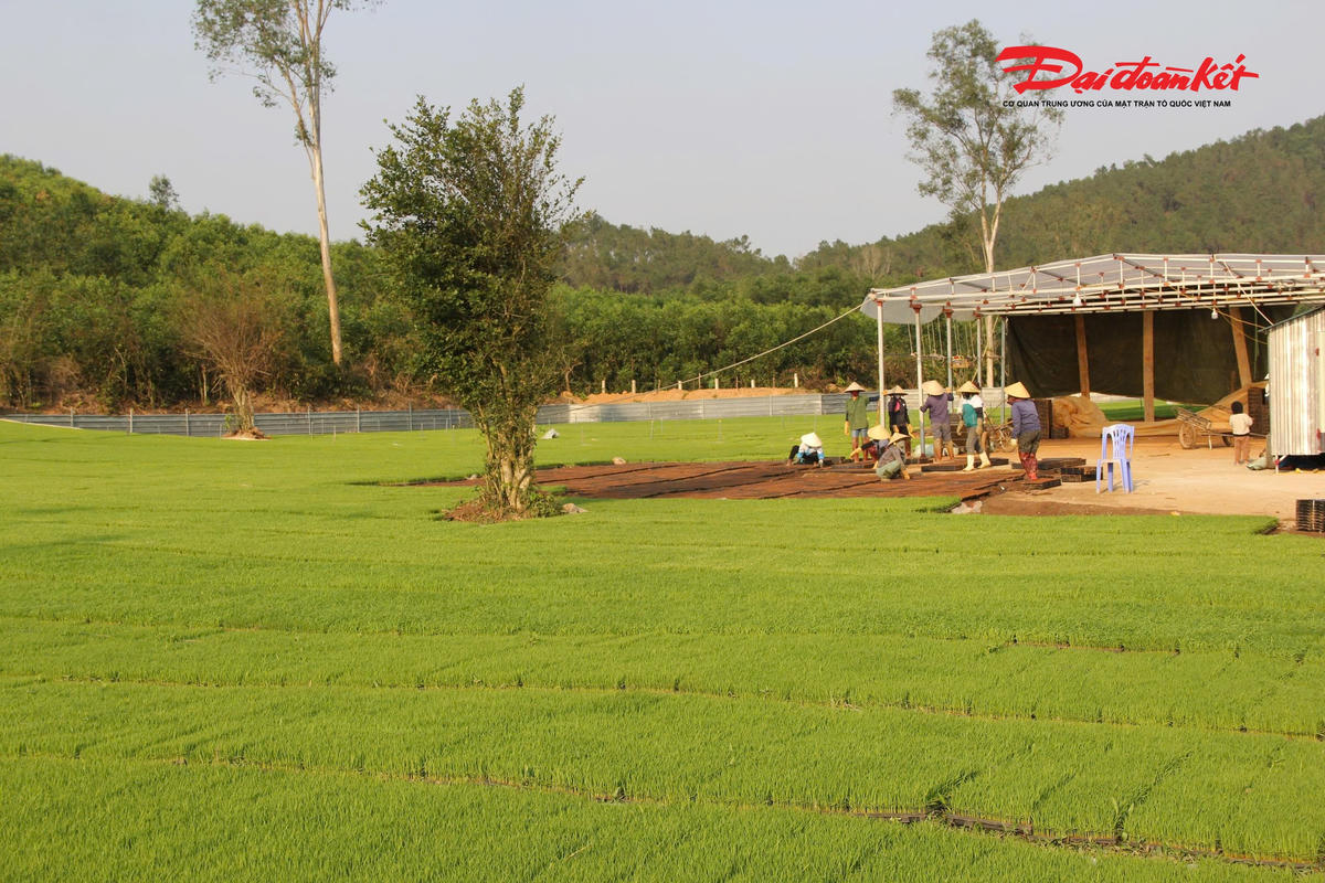 Chính trong quá trình đó, anh nhận ra hiệu quả rõ rệt của phương pháp cấy lúa bằng mạ khay: giảm chi phí, tiết kiệm công lao động, cây lúa sinh trưởng đồng đều, cho năng suất cao hơn. “Cấy mạ khay giúp bà con đỡ vất vả, không phải huy động nhiều nhân công như trước. Mạ khỏe, bén rễ nhanh, ít sâu bệnh nên ai cũng thích”, anh Tố chia sẻ. Ảnh: ĐB