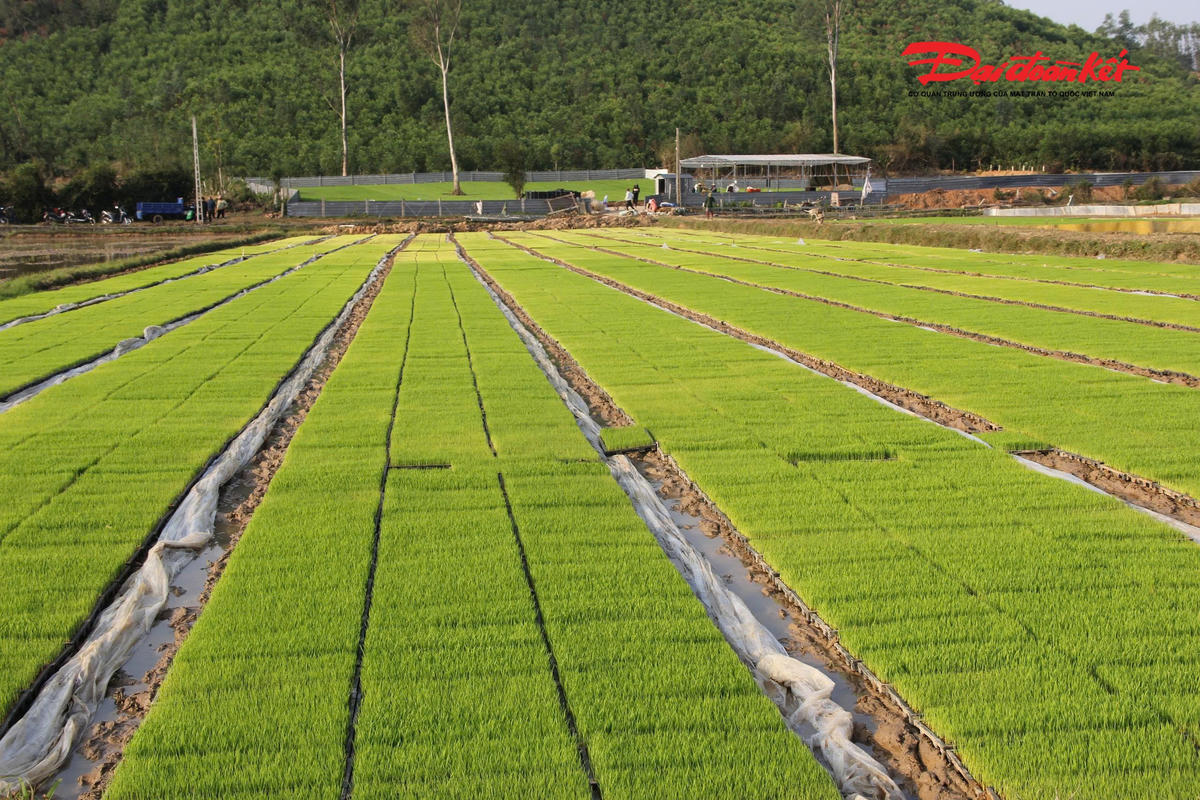 Sau nhiều đêm trăn trở, anh quyết đầu tư bài bản, làm mạ khay quy mô lớn và nhận cấy trọn gói cho nông dân. Không dừng lại ở sản xuất mạ khay, anh Tố còn đầu tư đồng bộ hệ thống máy cấy hiện đại, đầu tư hệ thống tưới tự động, nhà che, đất giá thể để mạ phát triển tốt nhất, với tổng chi phí hơn 3,5 tỷ đồng. Ảnh: ĐB