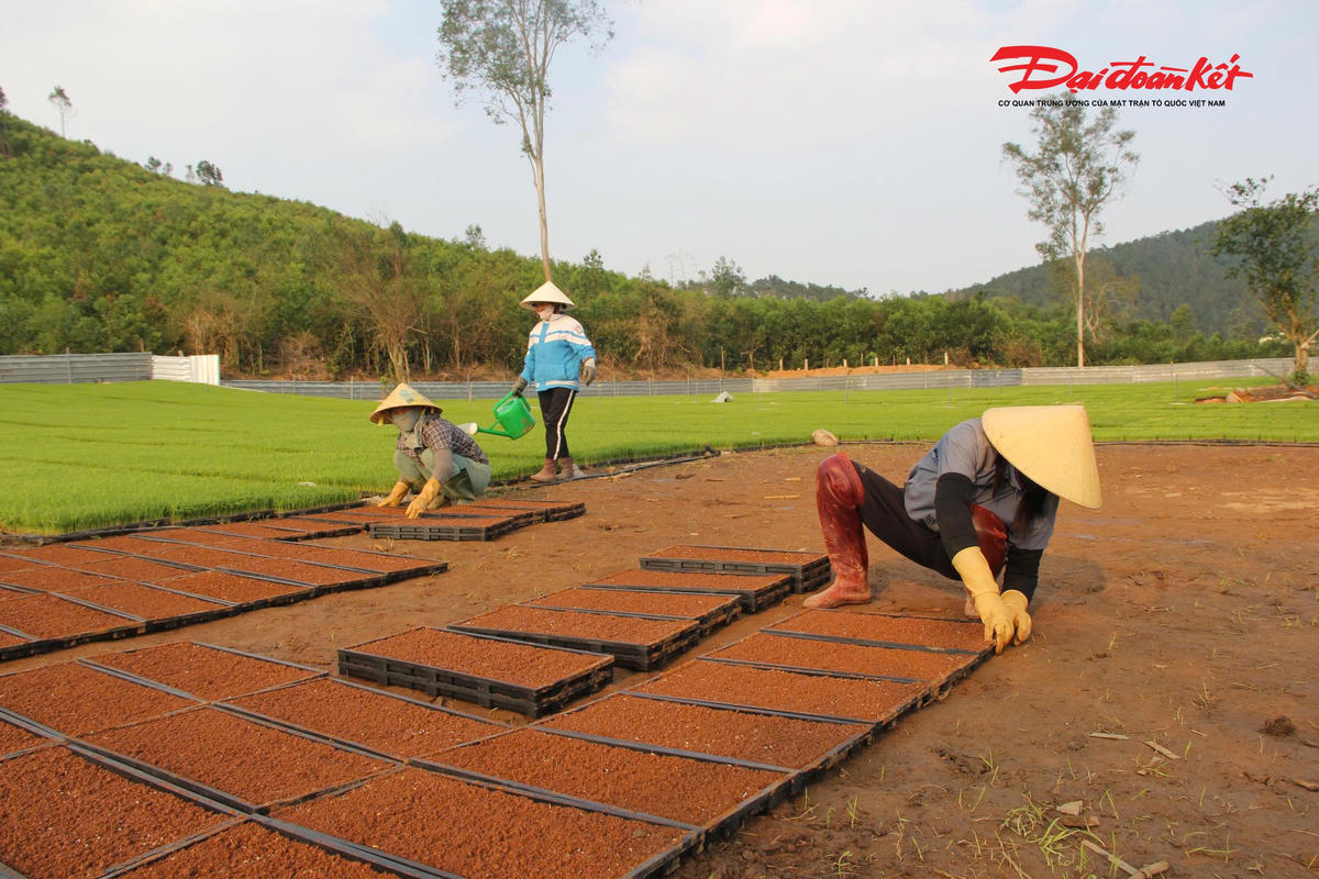 Cũng theo anh Tố, dịch vụ cung cấp mạ khay và cấy lúa trọn gói của đơn vị anh có giá khoảng 630.000 đồng/sào, thấp hơn nhiều so với phương thức bắc mạ thủ công rồi thuê nhân công cấy lúa. Với hệ thống máy móc hiện đại, việc cấy lúa được thực hiện nhanh chóng, đúng khung thời vụ, giúp nông dân chủ động nguồn nước và hạn chế rủi ro do thời tiết. Ảnh: ĐB