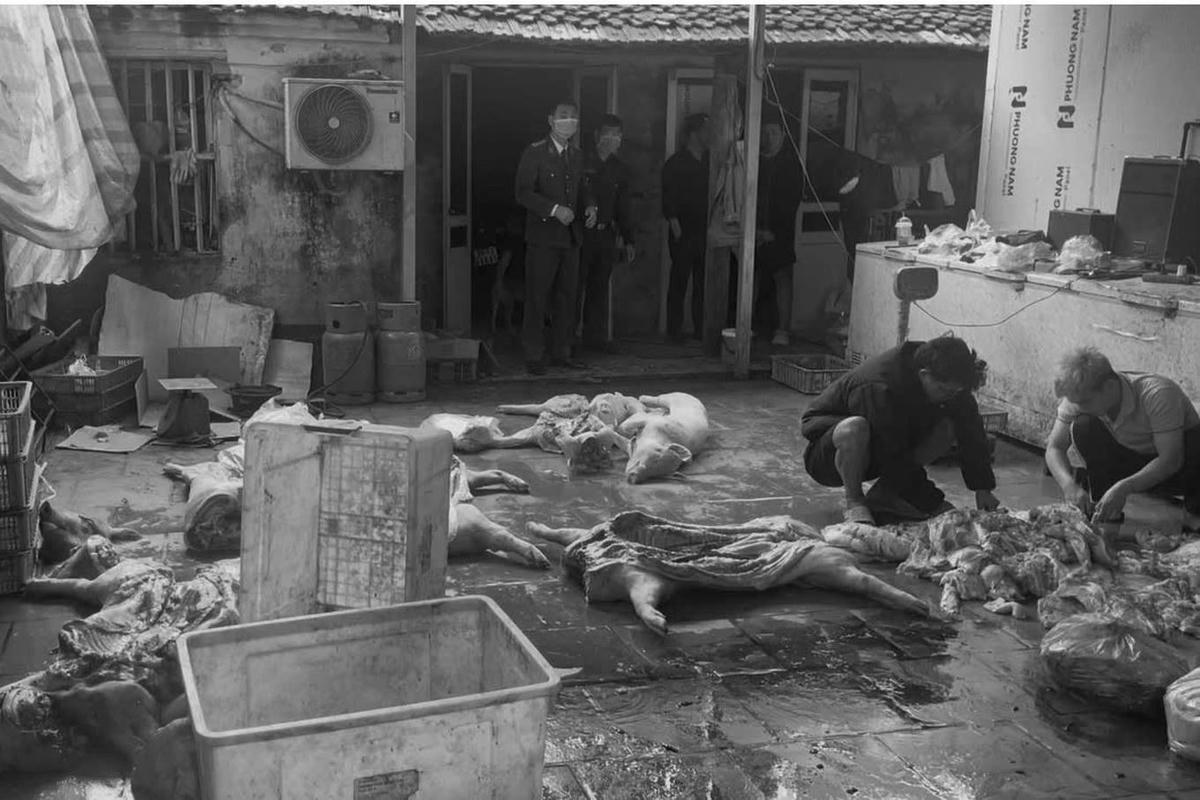 Khởi tố đường dây giết mổ, tiêu thụ lợn bệnh ở Hưng Yên