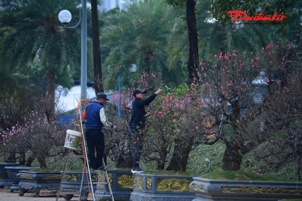 Theo ghi nhận của PV Báo Đại đoàn kết, chỉ còn chưa đầy một tháng nữa là đến Tết Nguyên đán Bính Ngọ 2026. Vượt hàng trăm cây số từ núi rừng Tây Bắc về Thủ đô, những gốc đào cổ thụ phủ rêu phong đang dần “xuống phố”, biến nhiều vườn đào tại Hà Nội thành những “khu rừng thu nhỏ” đầy ấn tượng..