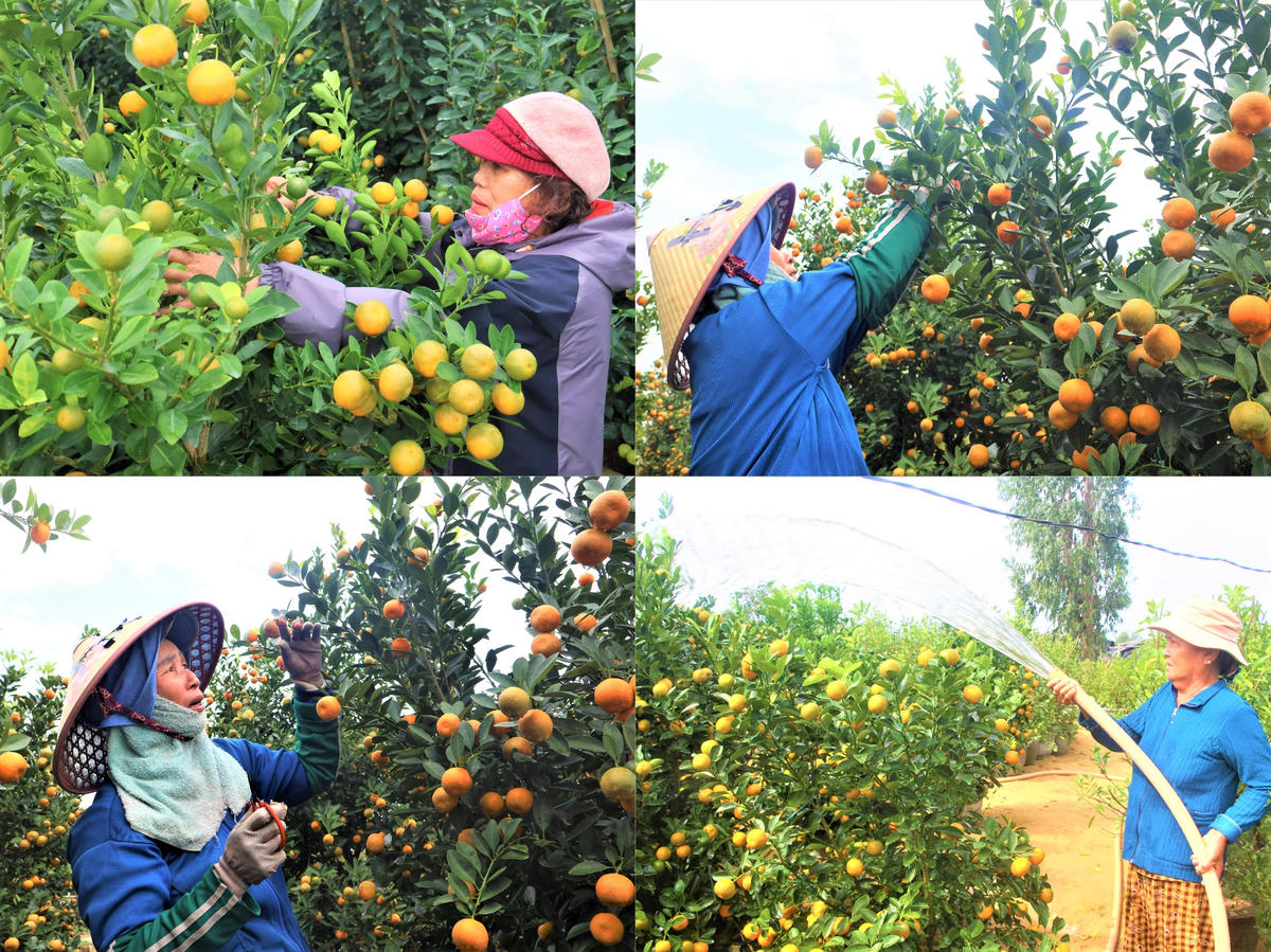 Người dân phường Hội An Tây chăm sóc quất để chuẩn bị phục vụ thị trường Tết. Ảnh: Tấn Thành.