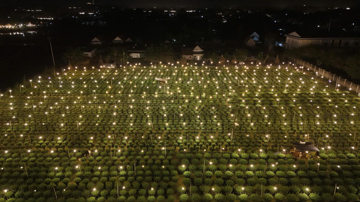 Người dân trồng hoa cúc chong đèn để nở hoa đúng dịp Tết. Ảnh: CV,