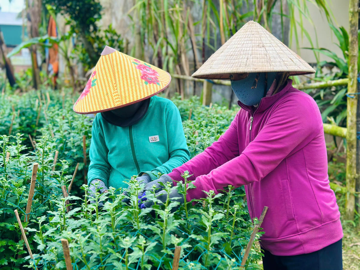 Người dân hái bớt nụ để chậu cúc phát triển xanh tốt. Ảnh: CV.