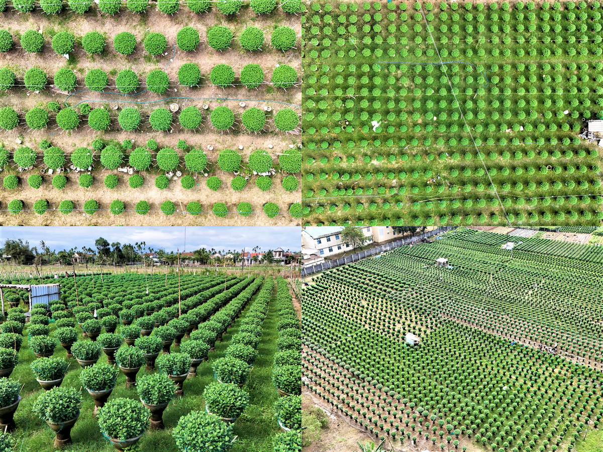 Một góc vườn hoa cúc của người dân Vệ Giang, tỉnh Quảng Ngãi. Ảnh: CV.