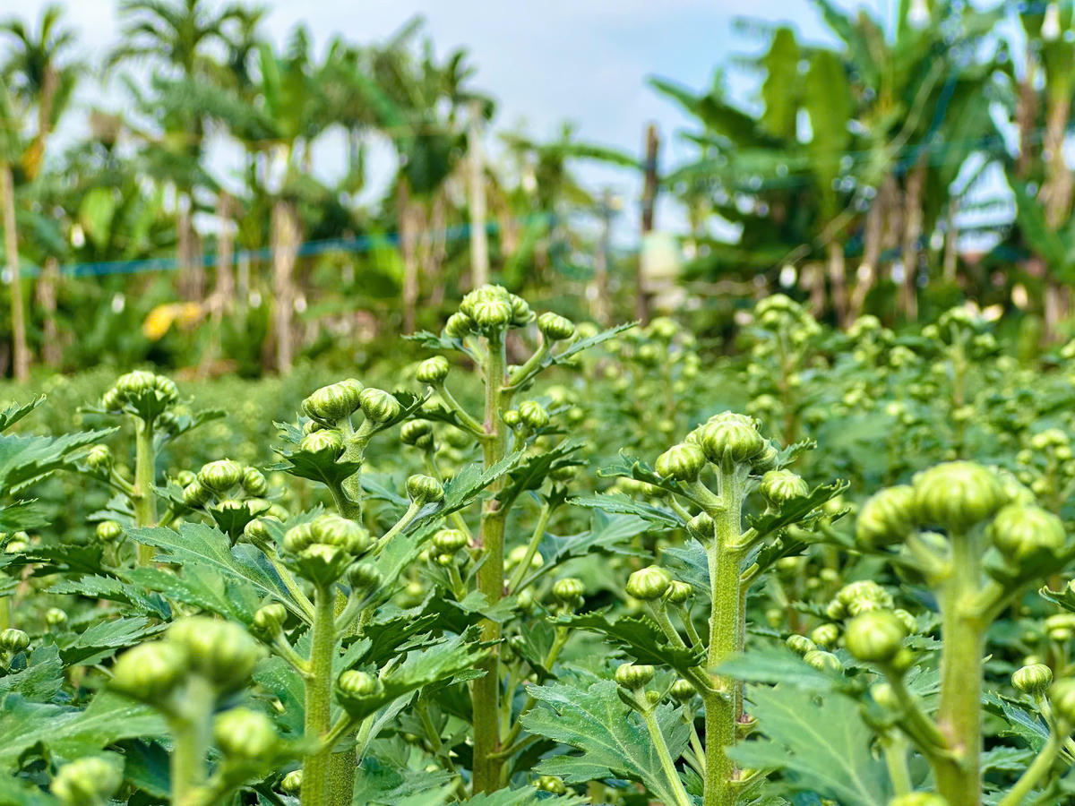 Những cây hoa cúc đang chuẩn bị nở nụ. Ảnh: CV.