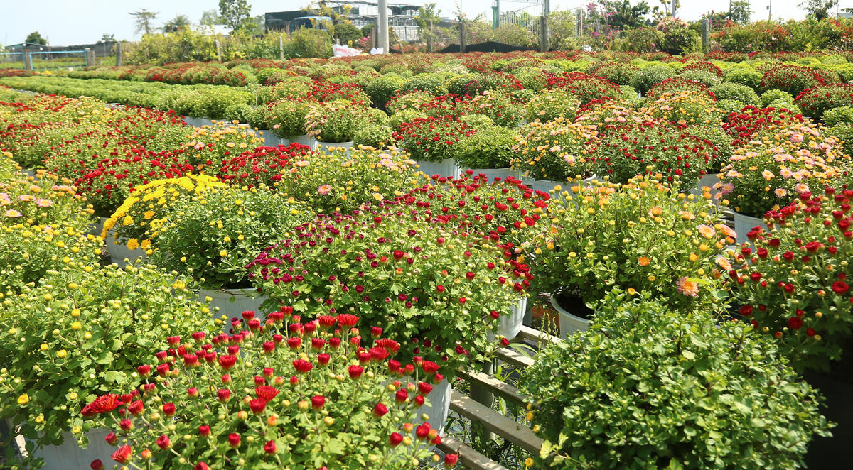 “Thủ phủ hoa” Sa Đéc đang lo lắng cúc mâm xôi phục vụ thị trường Tết Nguyên đán Bính Ngọ năm 2026 đã nở sớm. Ảnh: Trung Ngãi.