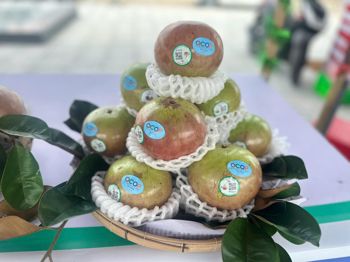 Vú sữa. Ảnh: Trung Ngãi