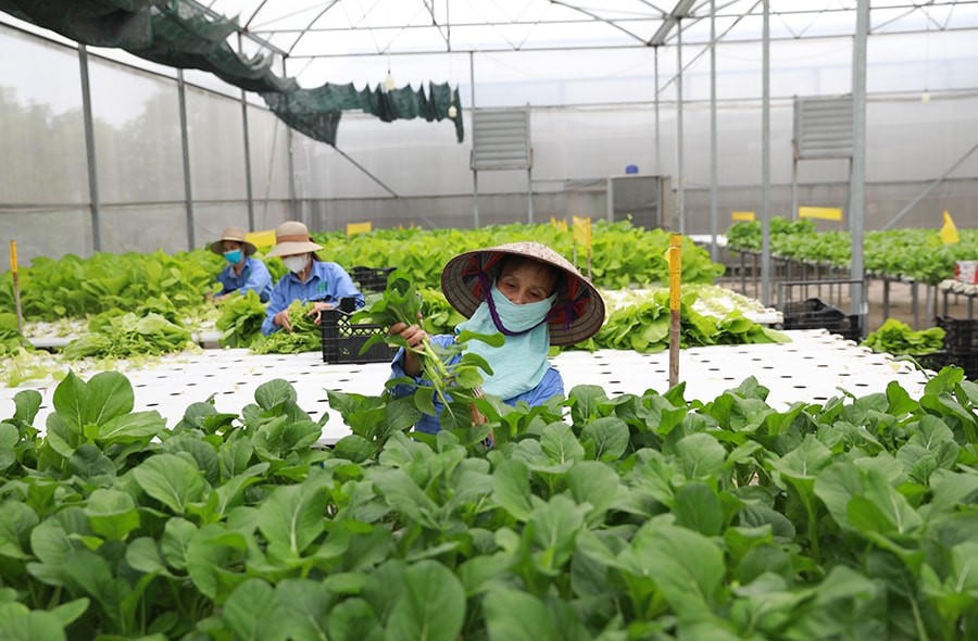 Theo Chương trình, năm 2026 ngành NNMT phát triển nông nghiệp sinh thái, nông thôn hiện đại. Ảnh: T.L