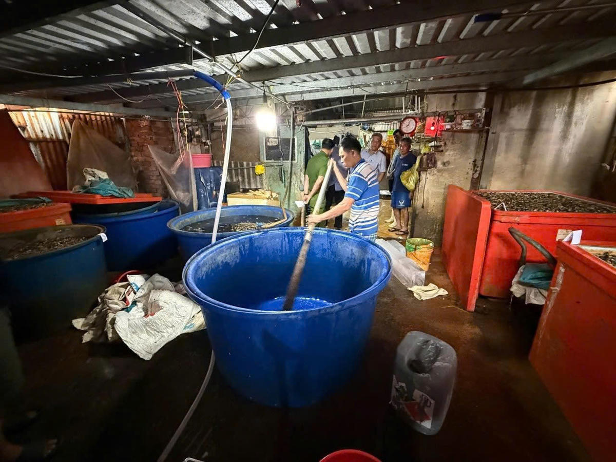 TP Hồ Chí Minh: Triệt phá đường dây ngâm 3.000 tấn thịt ốc bằng hóa chất công nghiệp
