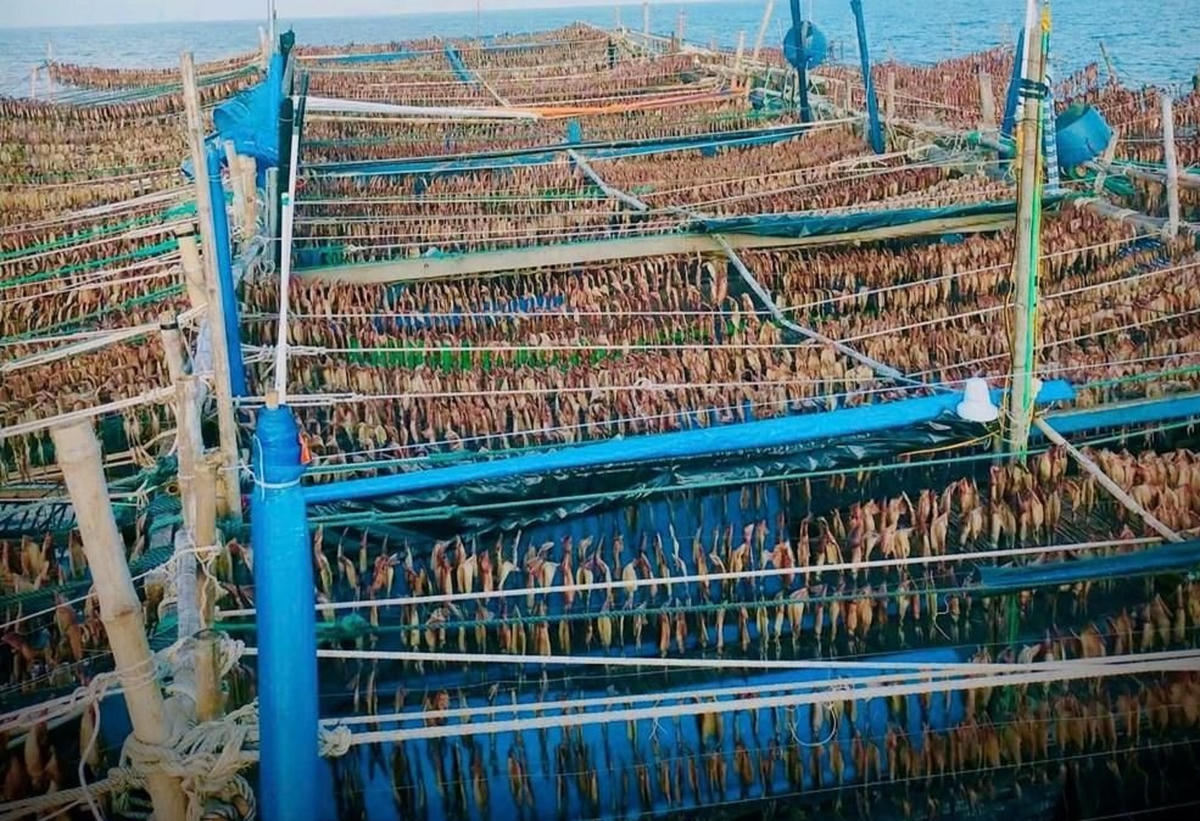 Phơi mực xà trên tàu. Ảnh: C.V.