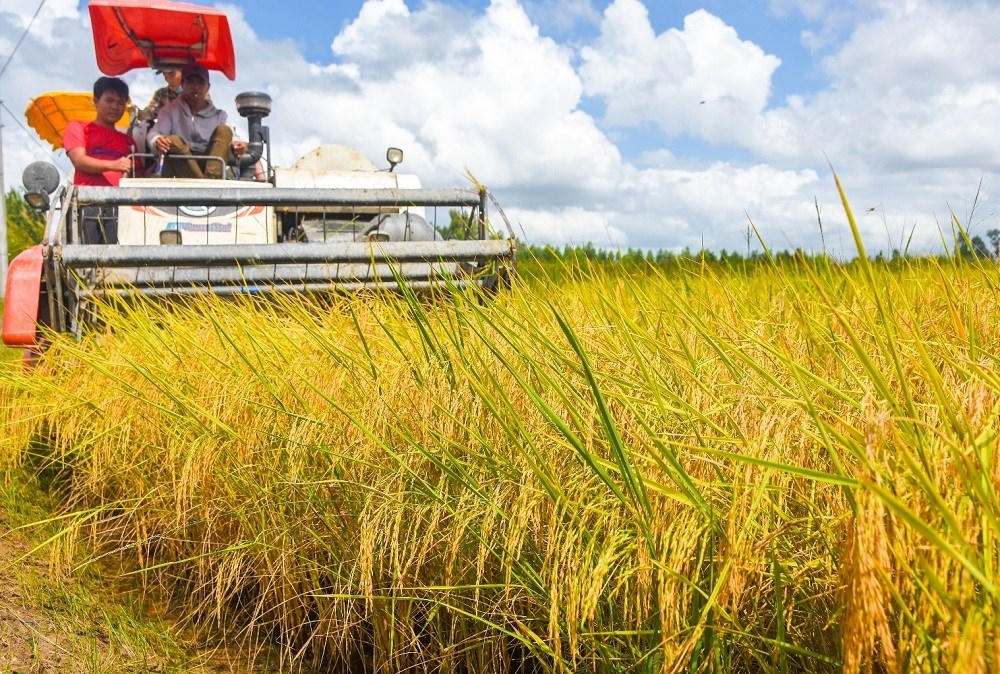 Việt Nam có nhiều lợi thế để phát triển gạo phát thải thấp.	Ảnh: Chu Khôi