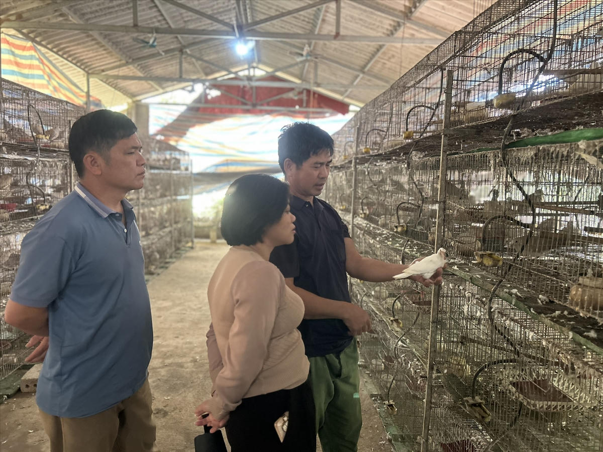 Mô hình nuôi chim cu gáy của gia đình ông Ngô Văn Tiện thôn Làng Lỷ, xã Yên Bình. 