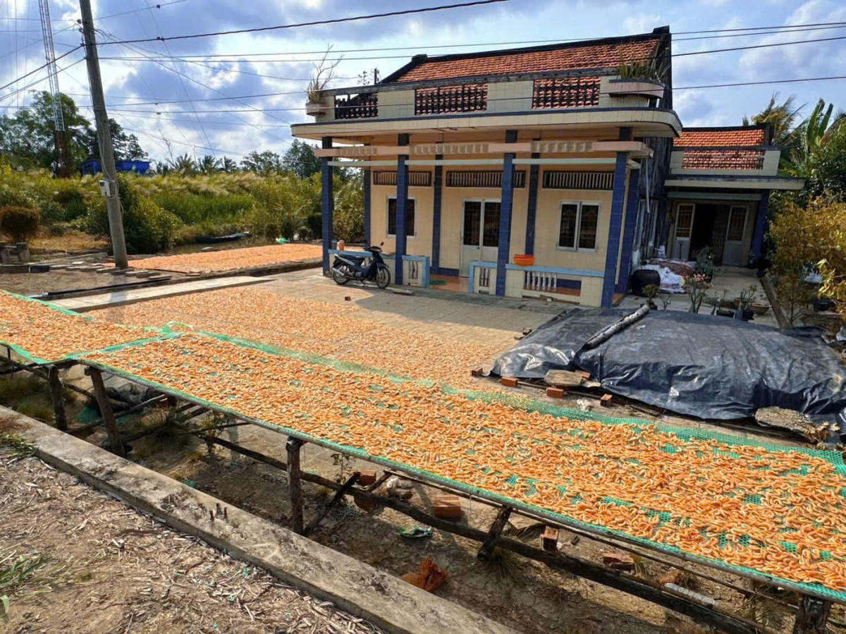 Tôm được chọn lựa kỹ càng, là tôm thiên nhiên còn tươi sống, sau đó luộc và phơi trực tiếp dưới ánh nắng mặt trời. Ảnh: Nguyên Du