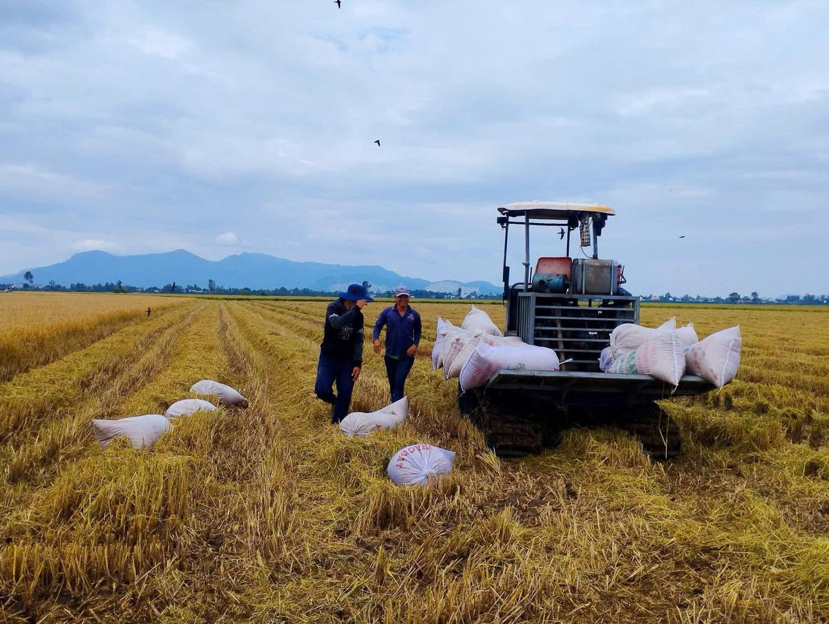 Nâng tầm gạo Việt