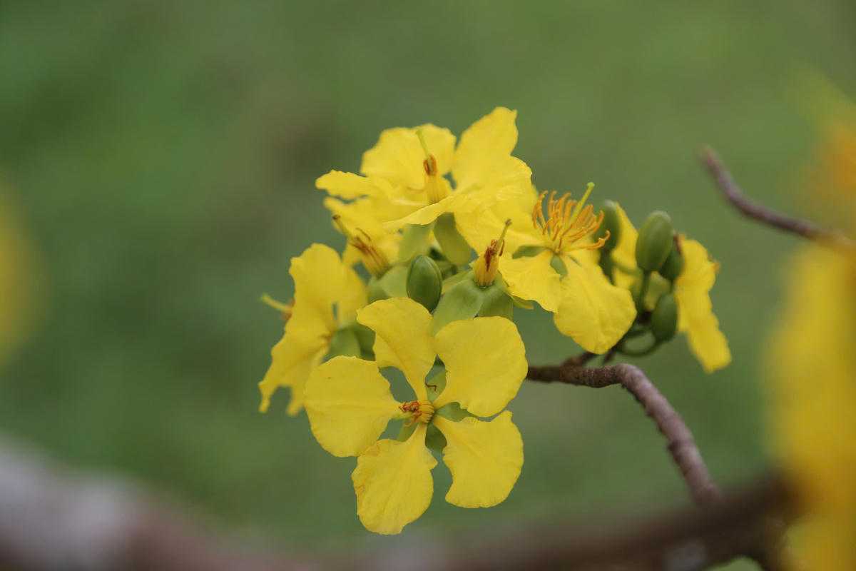 Hoa mai nở cho hoa màu vàng tươi, năm cánh, có mùi hương thơm dịu nhẹ, dáng thanh thoát. Cây được trồng khắp xứ Huế. Ảnh: N.Q.