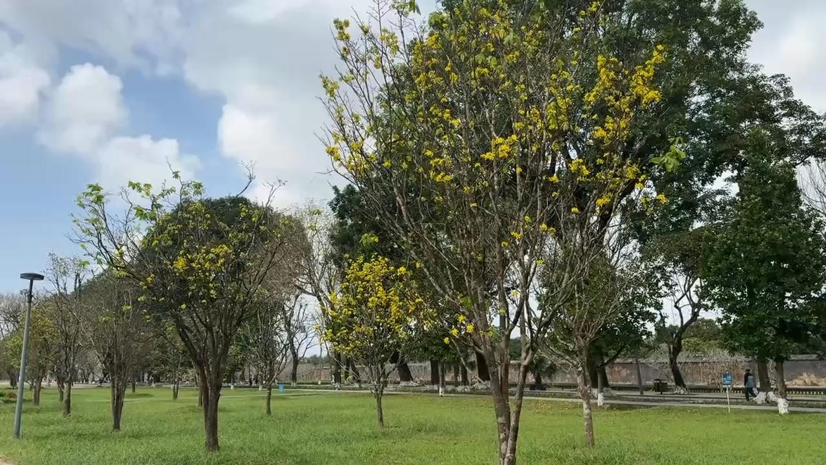 Khu vườn hiện có khoảng 170 gốc hoàng mai, đa số có tuổi đời từ vài chục năm đến hàng trăm năm. Mỗi gốc mai mang một dáng thế và vẻ đẹp riêng, tạo nên không gian thưởng lãm hài hòa và trang nhã. Ảnh: N.Q.