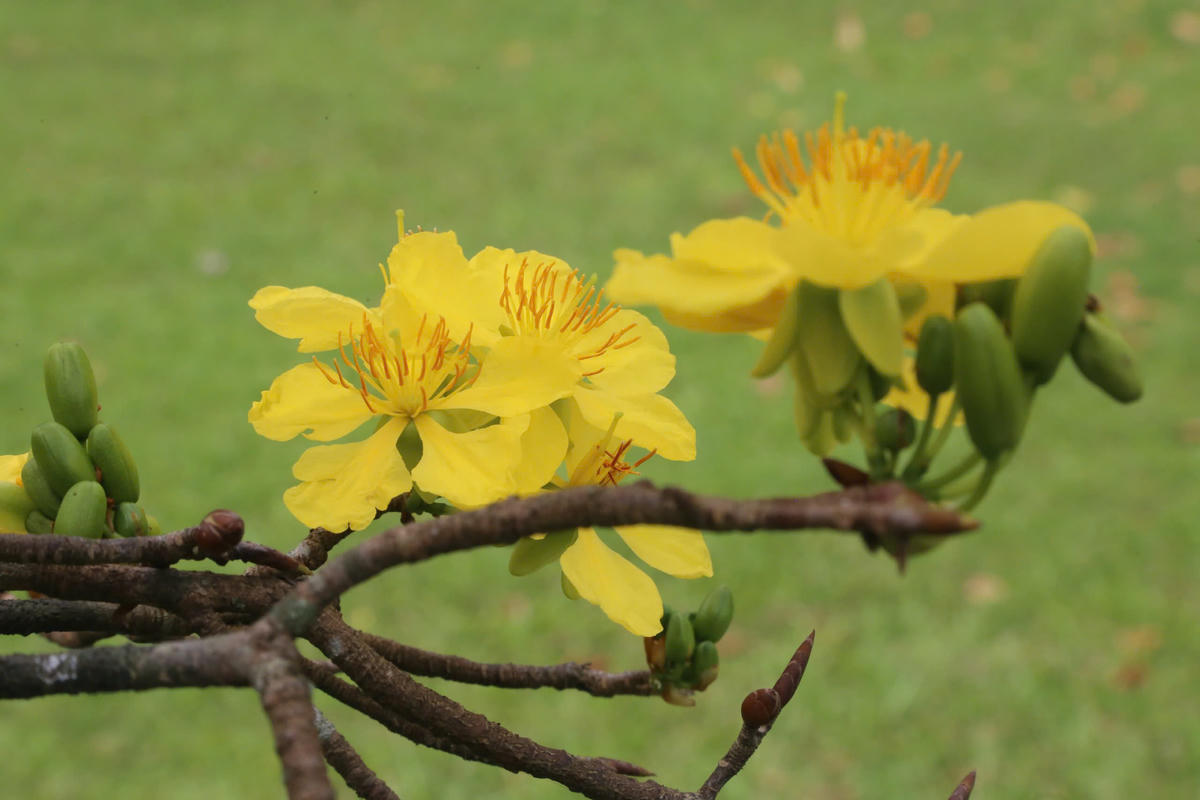 Hoàng mai nở rộ trong Kinh thành Huế, xuân 'gõ cửa' trên vùng đất cố đô